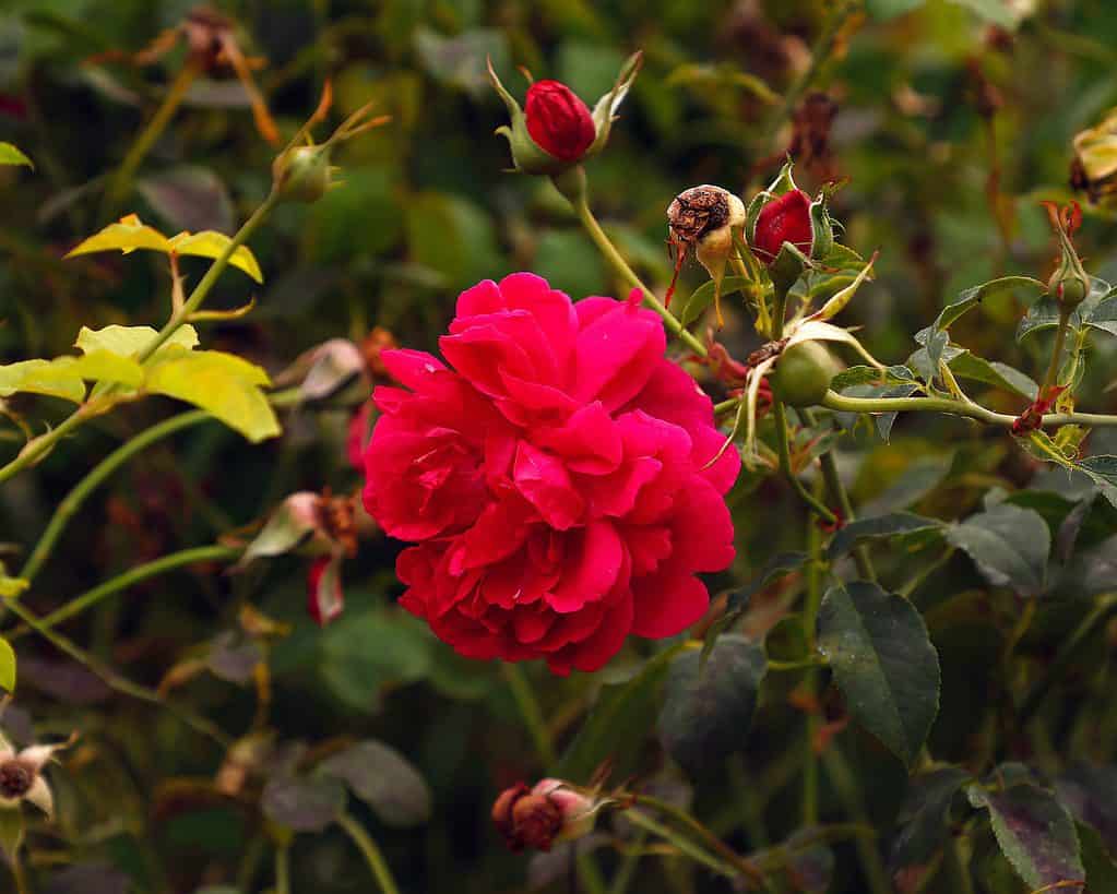 Primo piano del giardino informale a fioritura ripetuta rosa arbusto inglese rosa Thomas à Becket con un grande fiore rosso a coppa poco profonda.