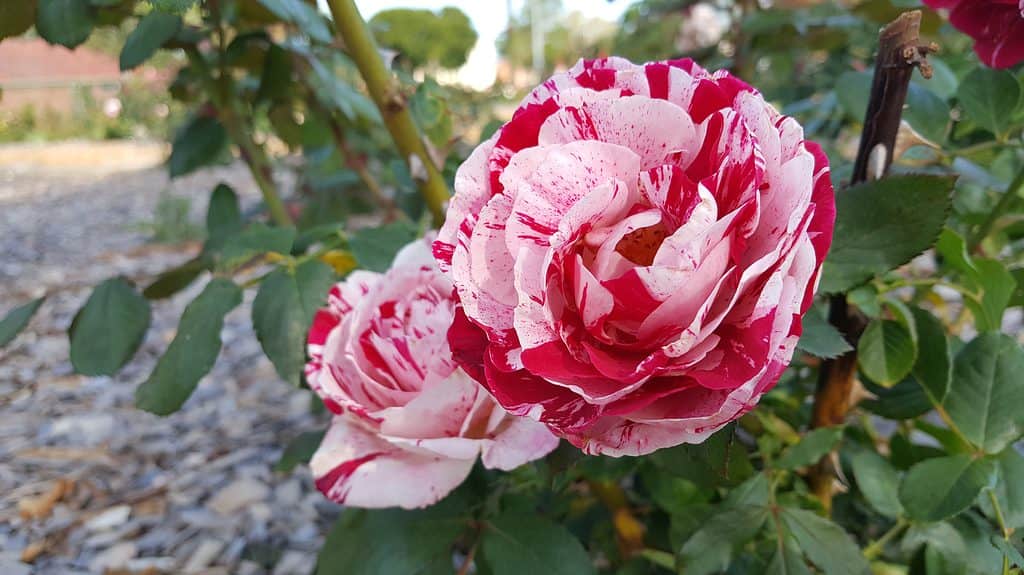 Neil Diamond è salito.  È un grande fiore rosa intenso, ornato di macchioline e strisce bianche, che variano dal lampone scuro al bianco cipria
