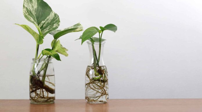 Propagazione di Pothos in acqua: una guida passo passo
