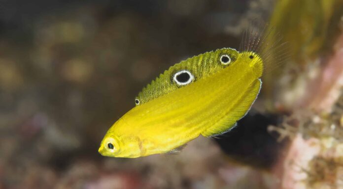 10 splendidi pesci di colore giallo (d'acqua dolce e salata!)
