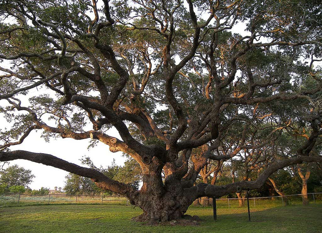 Goose Island Oak aka The Big Tree, The Bishop's Tree o The Lamar Oak