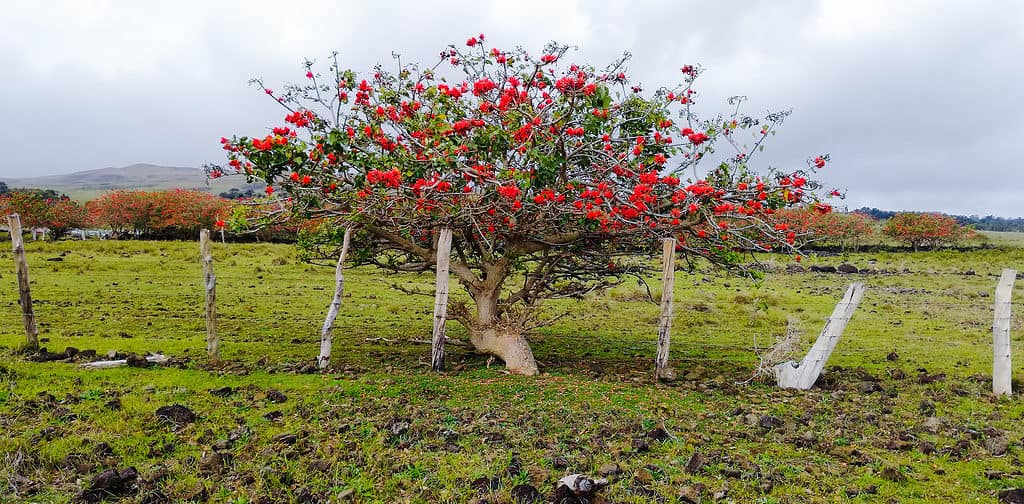 Il Ceibo Erythrina tropicale è sbocciato con bellissimi fiori rossi dietro un recinto bianco rustico.