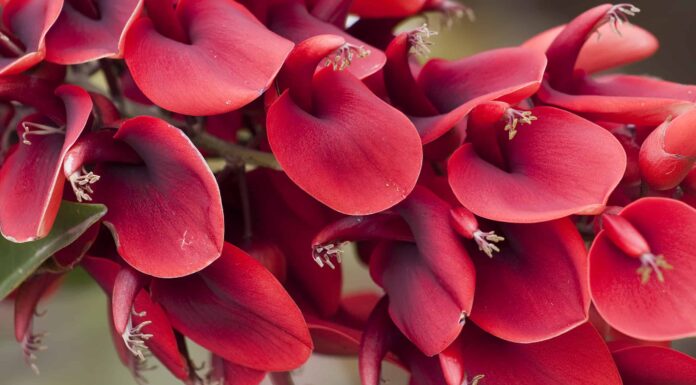 Scopri il fiore nazionale dell'Uruguay: Ceibo Erythrina
