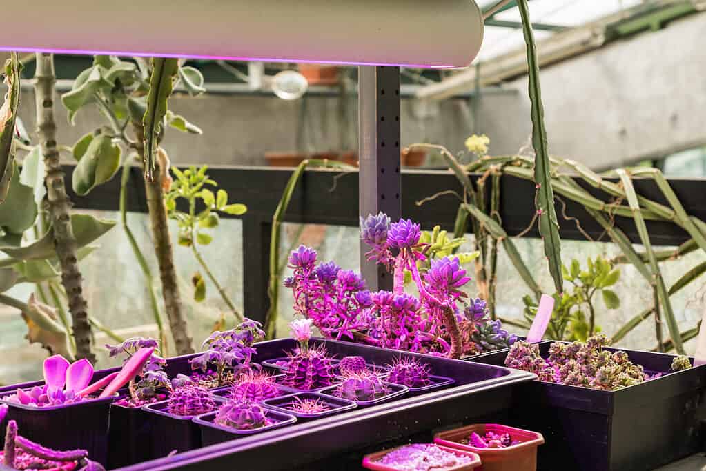 Le piante grasse in crescita sotto la luce del LED crescono.
