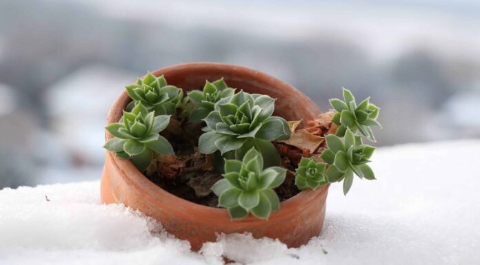 Cura succulenta in inverno: tutto ciò che devi sapere
