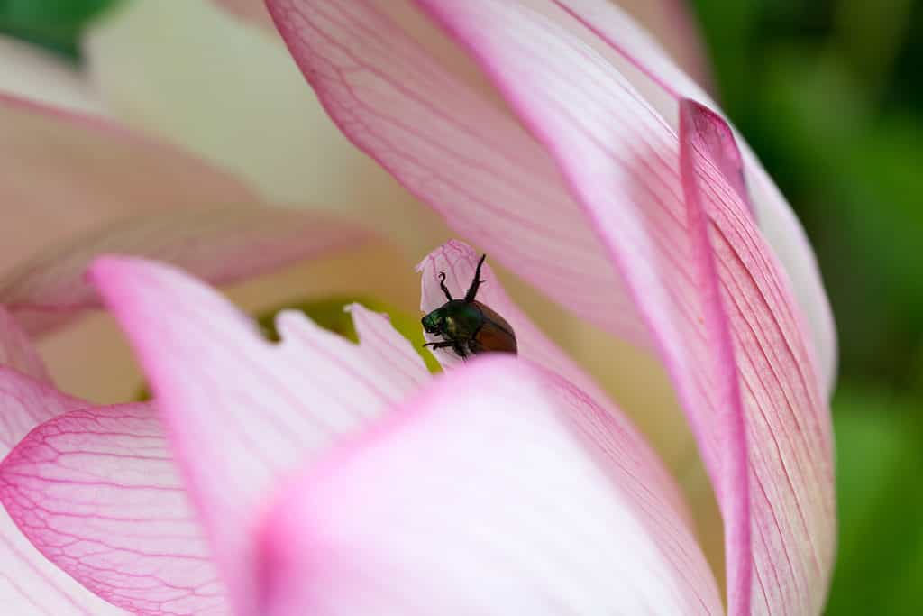 Scarabeo sul petalo di una ninfea.