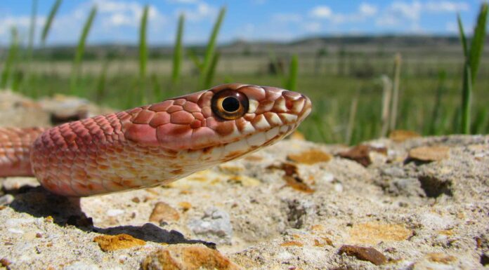 Arizona Garden Snakes: identificare i serpenti più comuni nel tuo giardino
