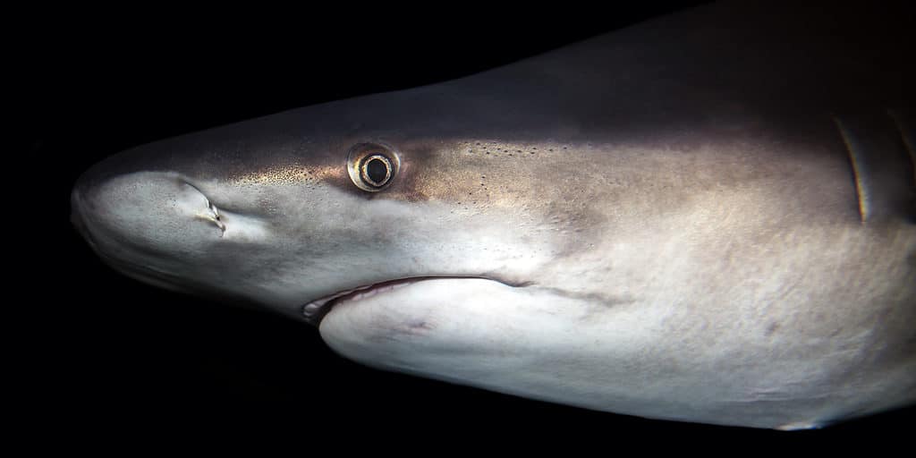 Squalo sandbar, Carcharhinus plumbeus, su uno sfondo scuro