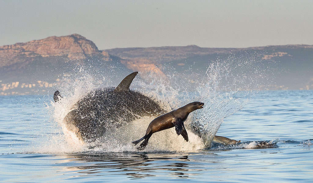 Il grande squalo bianco (Carcharodon carcharias) viola in un attacco.  Caccia al grande squalo bianco (Carcharodon carcharias).  Sud Africa