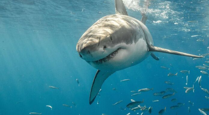 Guarda il grande squalo bianco lungo 10 piedi recentemente avvistato al largo della costa della Virginia
