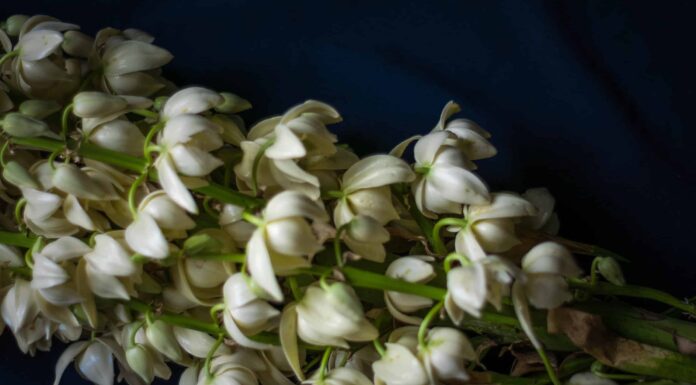 Scopri il fiore nazionale di El Salvador: l'Izote
