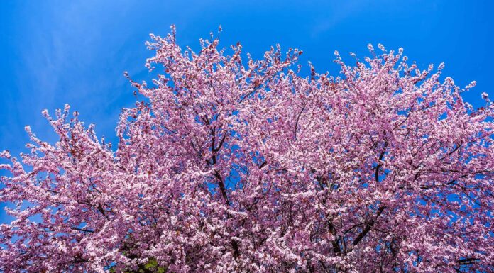 Fiori di ciliegio nel Missouri: quando fioriscono e dove vederli
