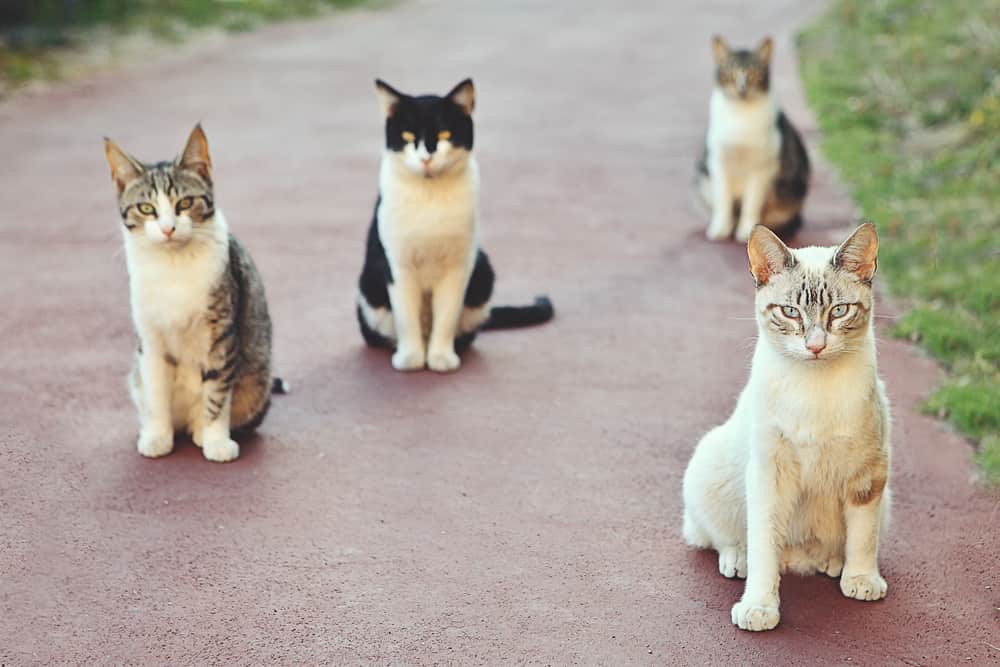 gruppo di gatti, gruppo di gatti