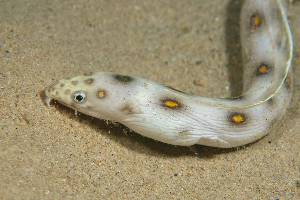 Anguilla macchiata d'oro