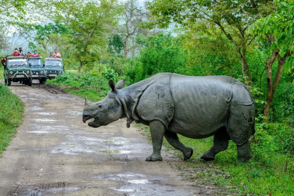 rinoceronte nel traffico