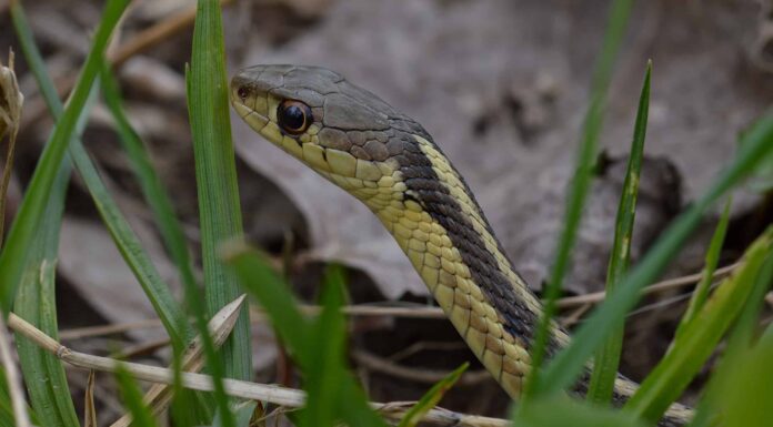 Serpenti neri e gialli in Florida
