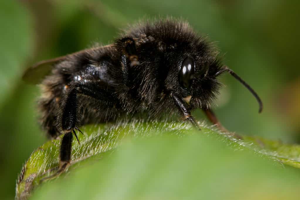 Ape del cuculo di campo (Bombus campestris).  Una forma tutta nera di questo calabrone parassita del nido a riposo su una foglia verde.  L'ape è orizzontale nell'inquadratura, con la testa rivolta verso destra.  L'ape è pelosa e quasi completamente nera, con scarse macchie gialle.