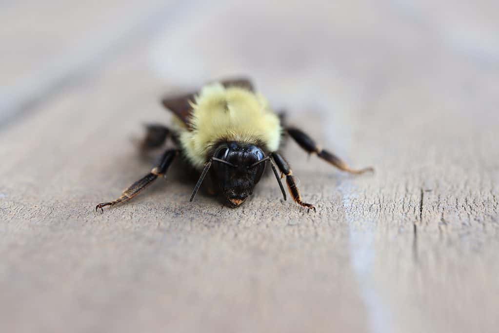 macro isolare di un calabrone cuculo al limone.  L'ape è molto nera con un torace peloso giallo limone (sezione centrale,