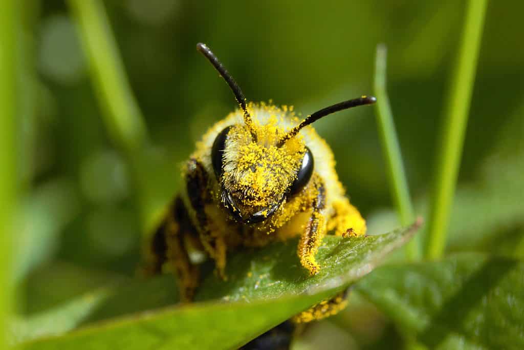 Un'ape mineraria ricoperta di polline.  L'ape è al centro del fotogramma rivolto verso la telecamera.  Sta riposando su una foglia verde.  L'ape è ricoperta di polline.  È tutto giallo.