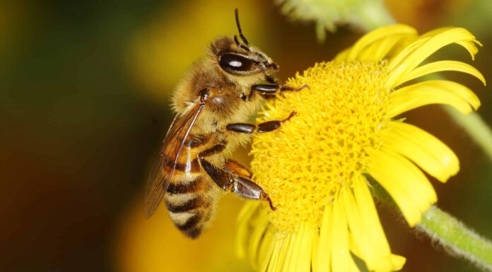 Sognando le api: scopri il significato spirituale e l'interpretazione

