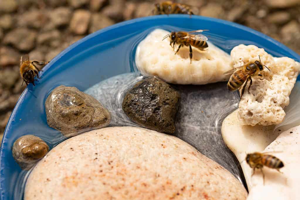 Bagno d'api con pietre e argilla espansa