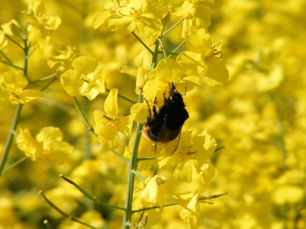 Bombus rupestris, il calabrone cuculo dalla coda rossa è visibile su un fiore giallo, in un campo di fiori gialli.  Il calabrone cuculo è nella cornice centrale.  L'ape è principalmente nera/marrone con una coda arancione /