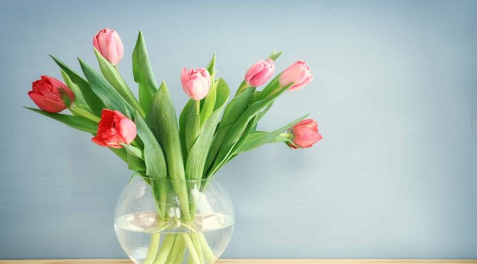 Tulipani in vaso: come far durare più a lungo i tulipani
