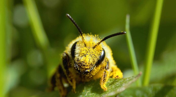 In che modo i giardini delle api aiutano le api?
