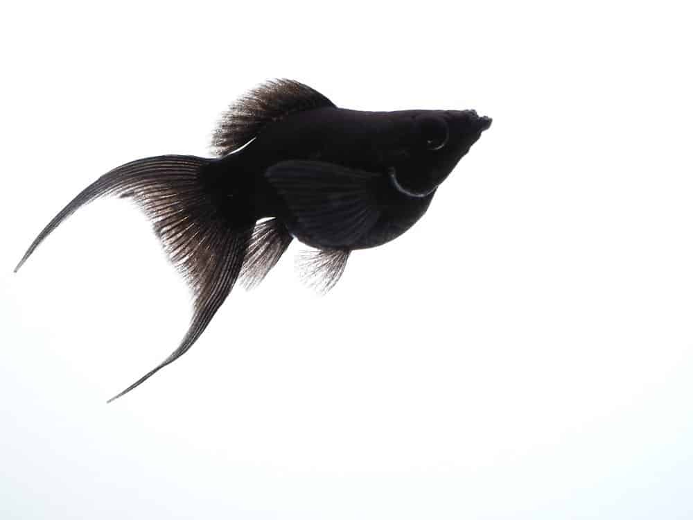 Molly (Poecilia sphenops) - pesce molly nero