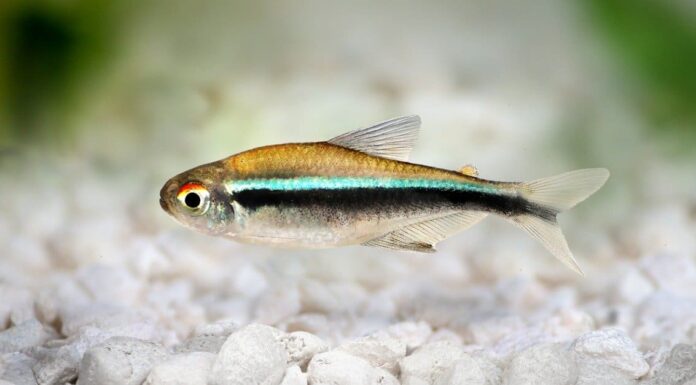 Guppy male moscow