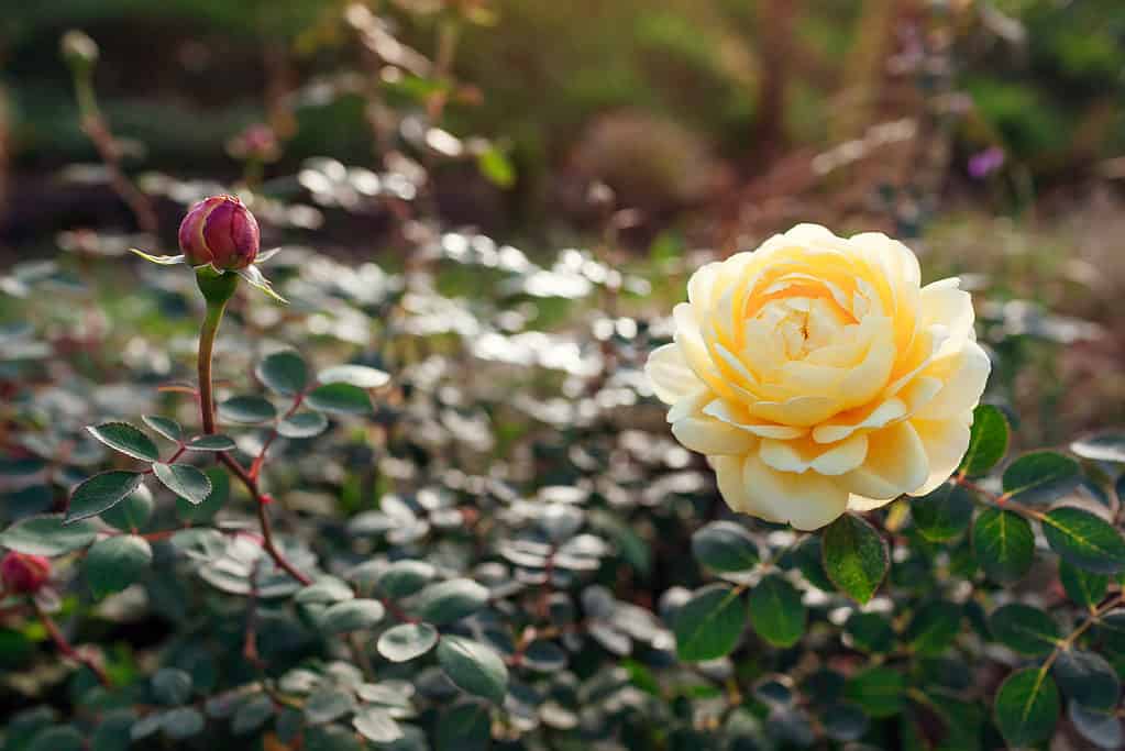 Close up inglese Charles Darwin rose fiore che fiorisce sulla boccola.  Giallo Austin doppio arbusto nostalgico rosa.  Giardinaggio