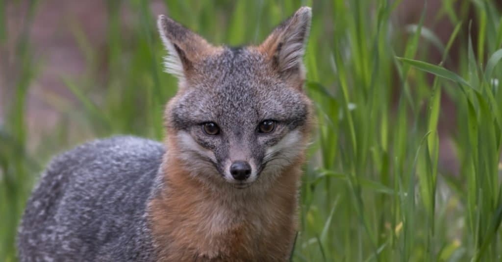 Grey Fox in piedi nell'erba alta
