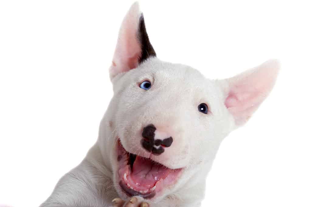Bull Terrier con un occhio azzurro