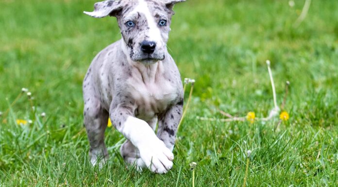 12 tipi di razze di cani con gli occhi azzurri
