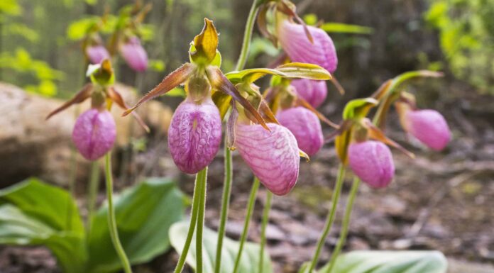 3 Tipi Di Orchidee Rosa
