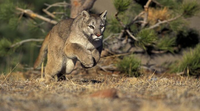 Discover the 10 Fastest Animals in Wyoming