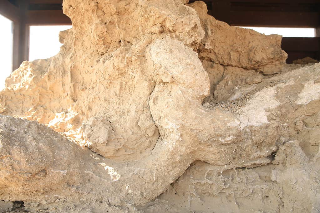 Tana pietrificata del roditore preistorico Palaeocastor