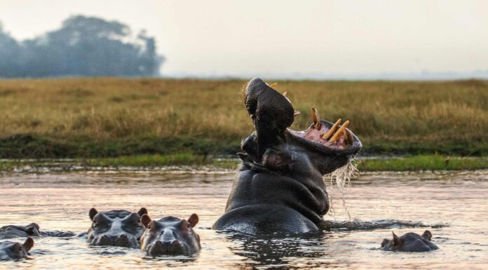 Guarda questo gigantesco elefante guadare acque infestate da ippopotami e dividere il mare come Mosè

