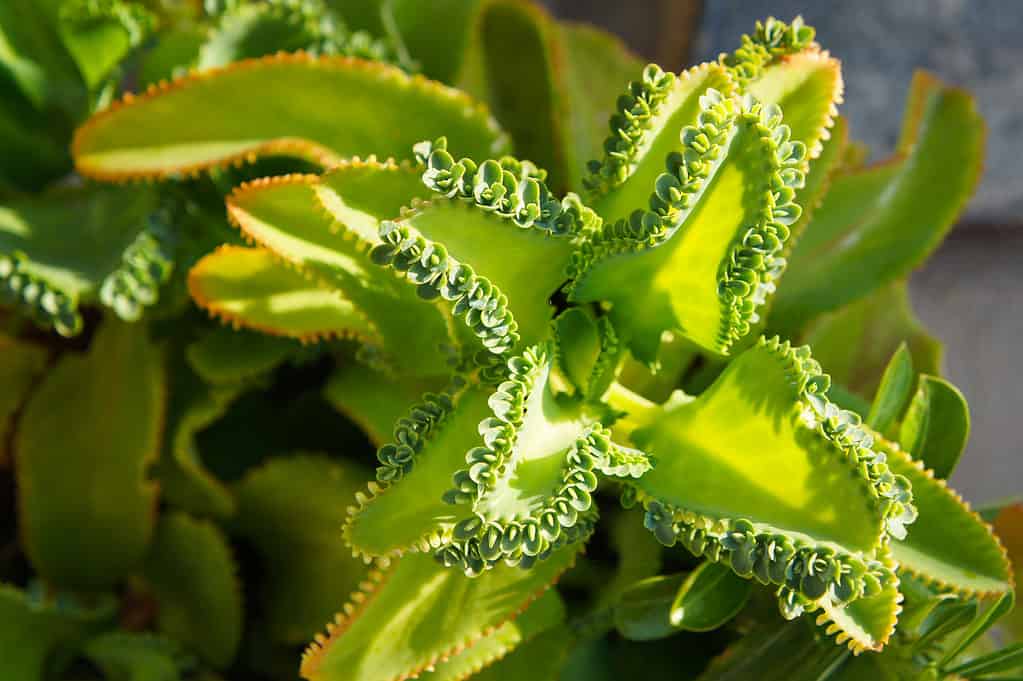 Kalanchoe - madre di migliaia di piante verdi