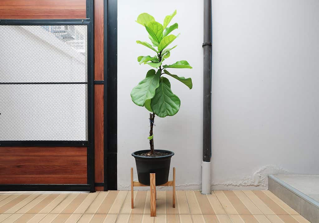 Albero di fico a foglia di violino in un vaso di rivestimento