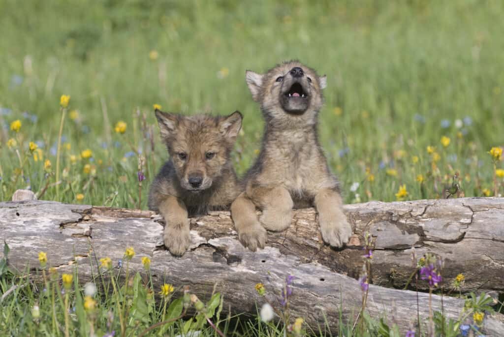 Cuccioli di lupo che giocano vicino alla loro tana nel Montana.