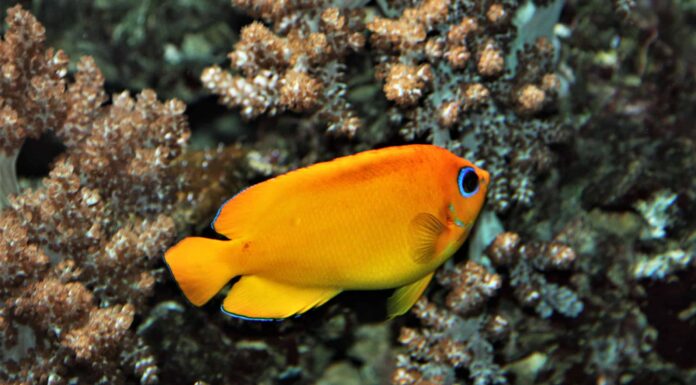 10 splendidi pesci di colore arancione (con immagini!)
