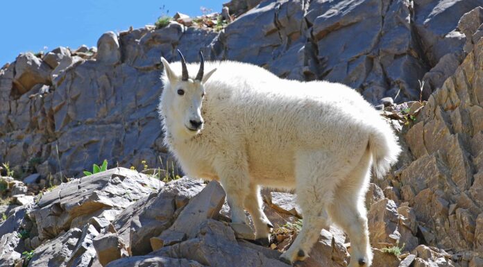 Scopri la più grande capra delle montagne rocciose mai catturata in Colorado
