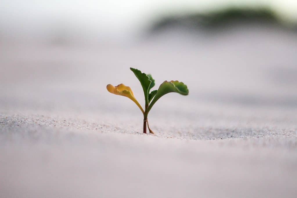 piccola pianta che spunta dalla sabbia
