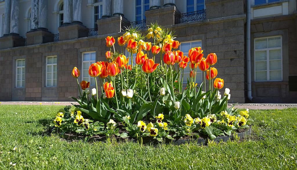 I tulipani fioriscono tipicamente all'inizio, a metà o alla fine della primavera
