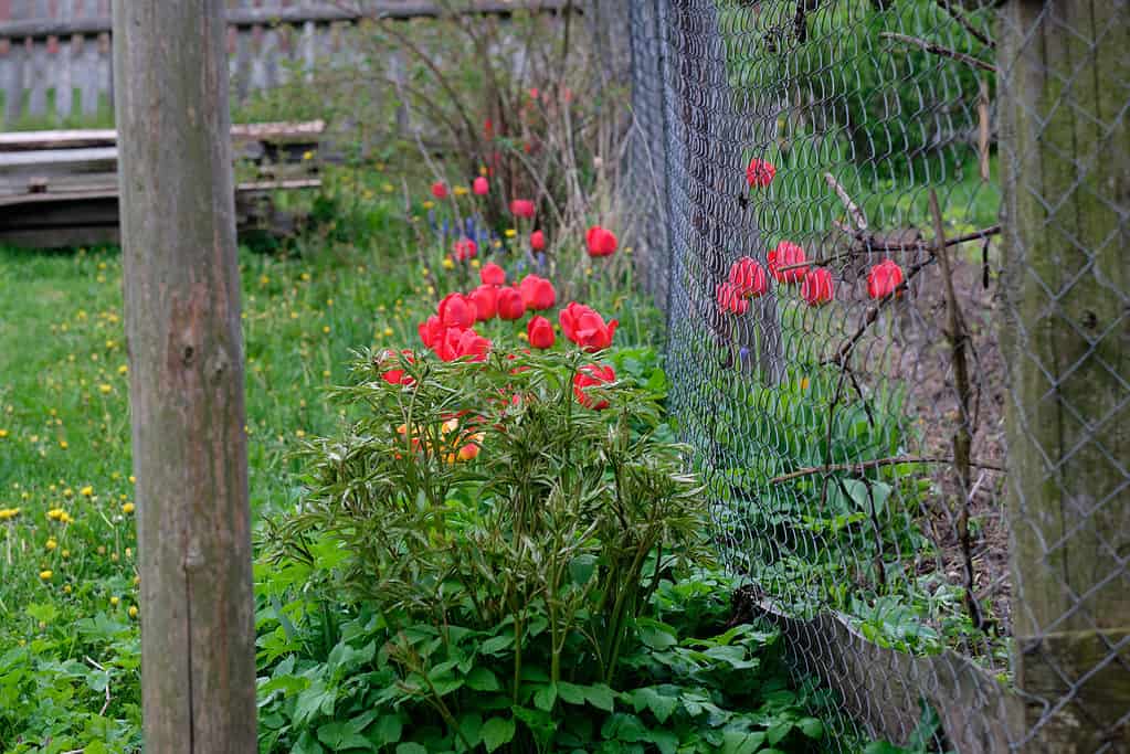 I tulipani rossi crescono vicino a un recinto