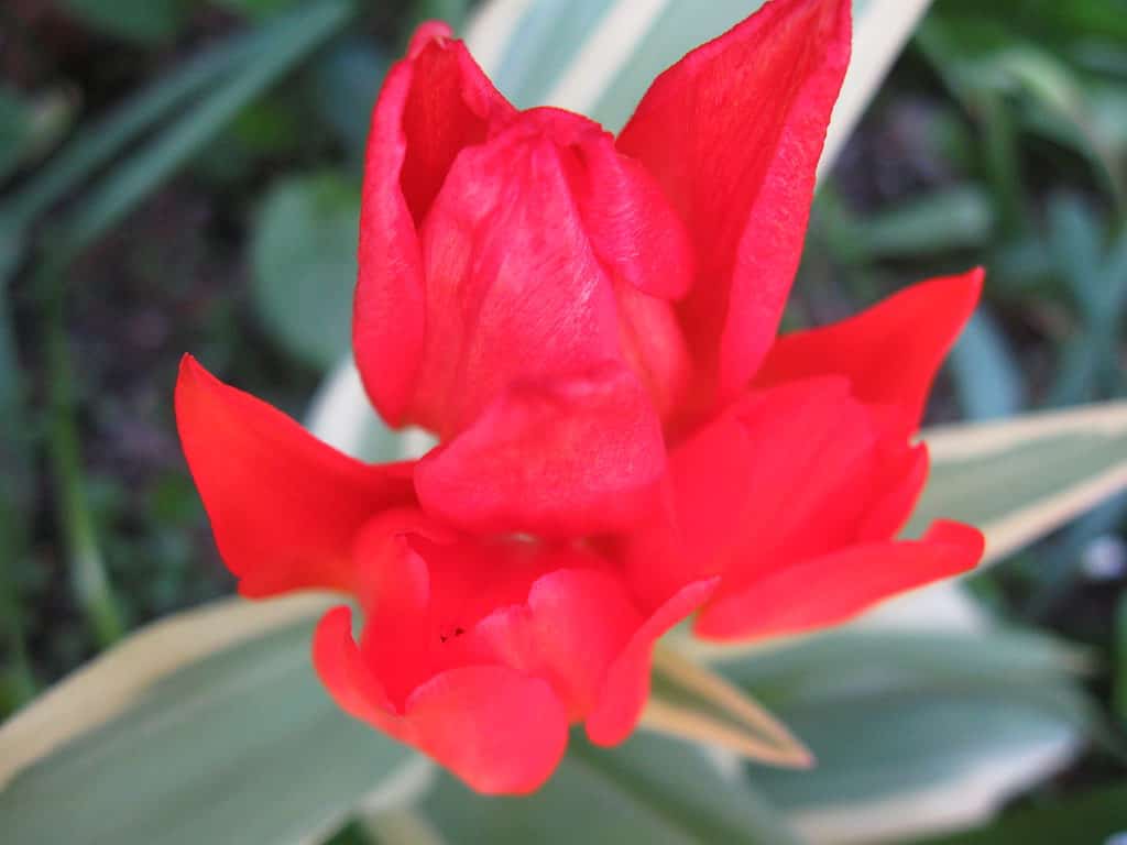 Tulipano ignifugo