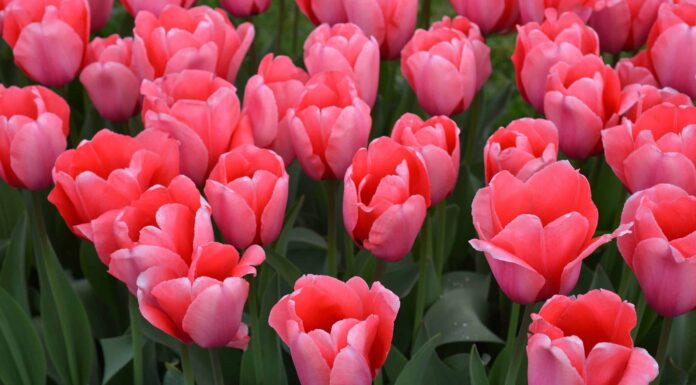 6 tulipani che crescono magnificamente in West Virginia
