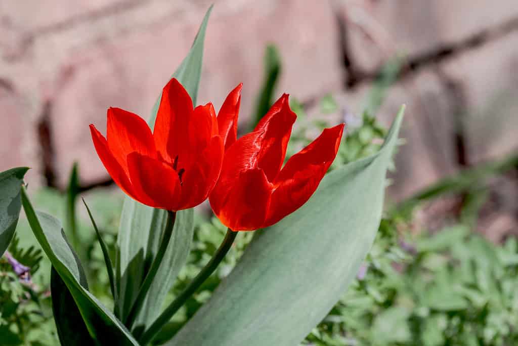 Un tulipano unico (Tulipa praestans) in un giardino, regione di Mosca, Russia