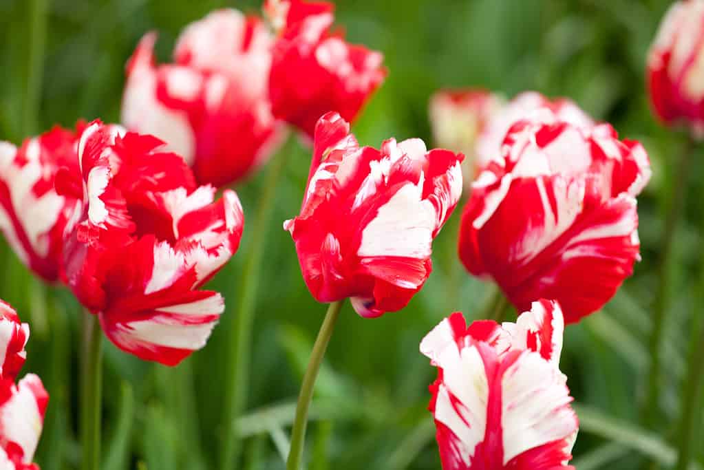 Estella Rijnveld tulipano su un'aiuola